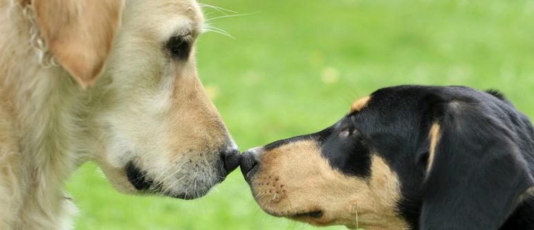 Dos perros mirándose cara a cara
